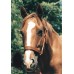 i-protex™ Bandage Lens Equine